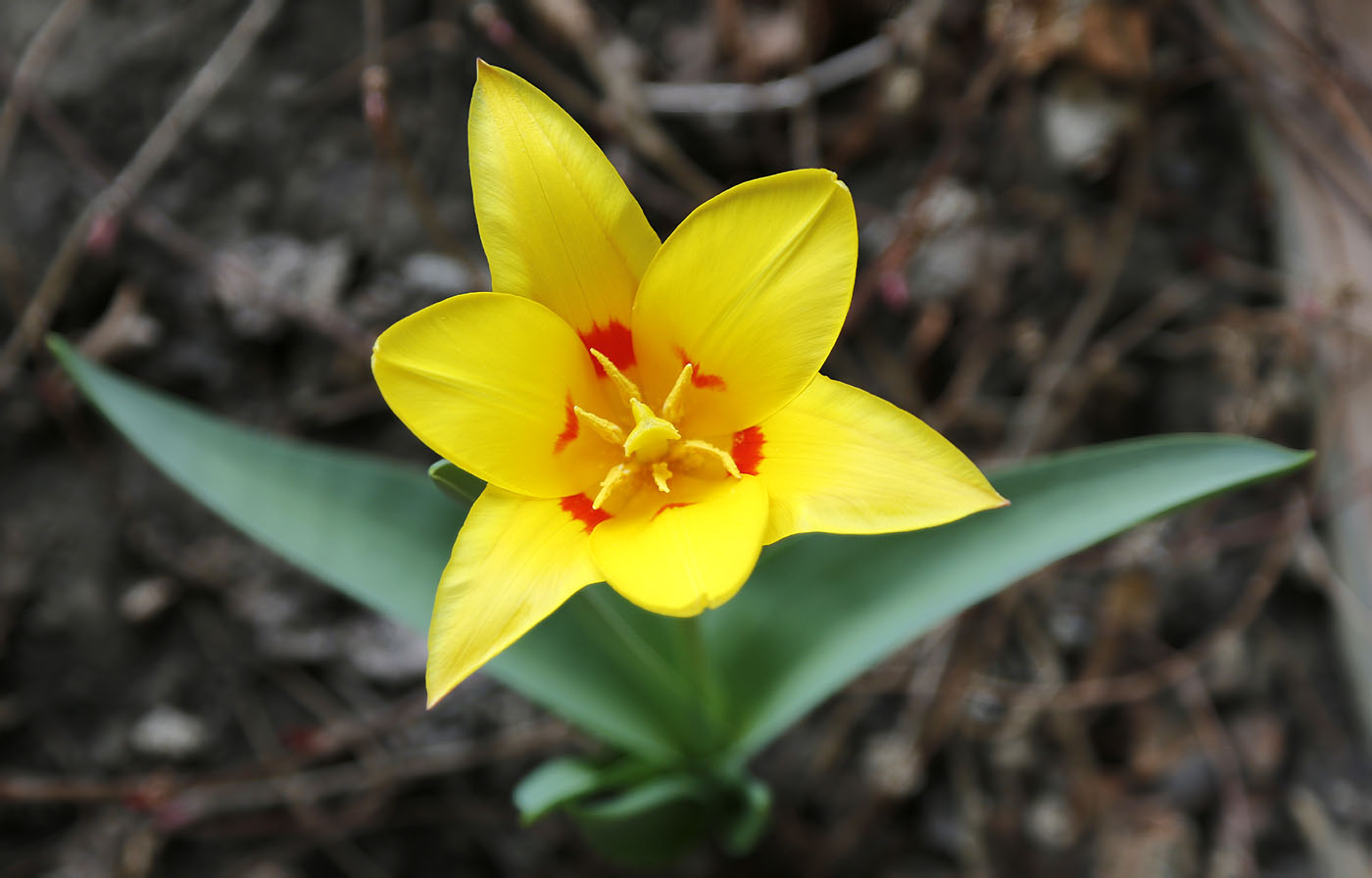 Image of genus Tulipa specimen.