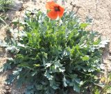 Papaver laevigatum