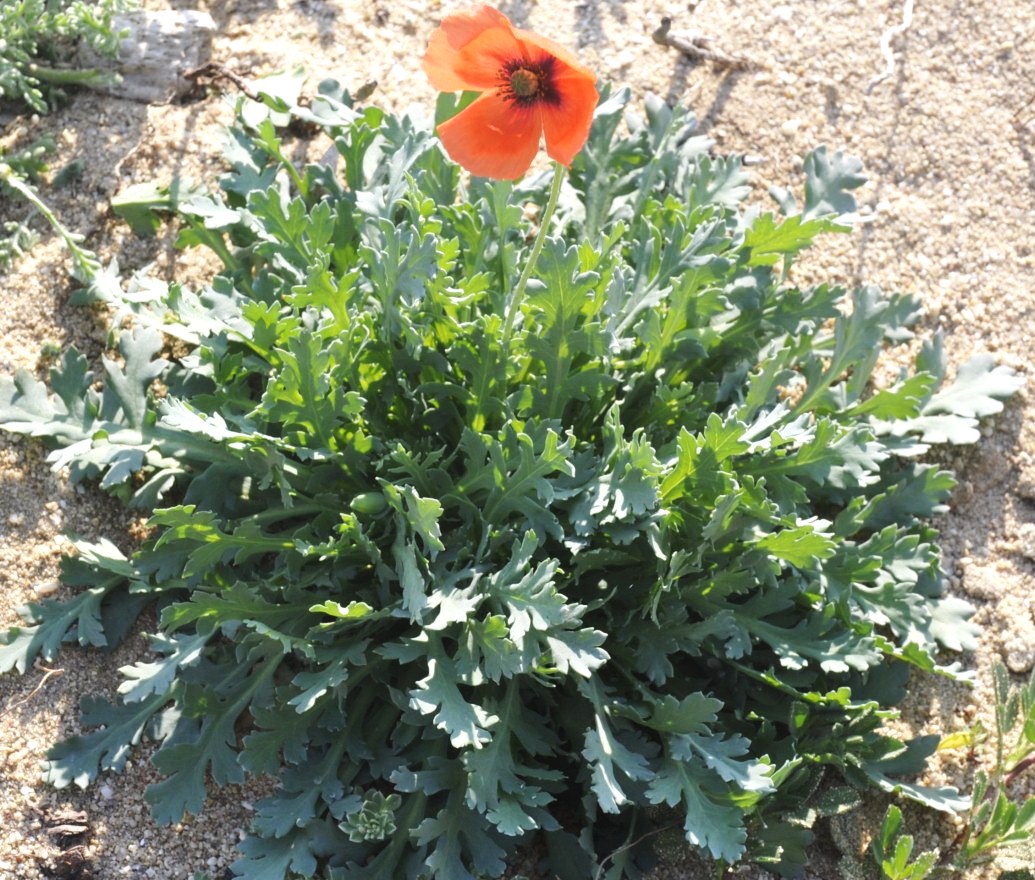 Image of Papaver laevigatum specimen.