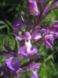 Anacamptis подвид elegans