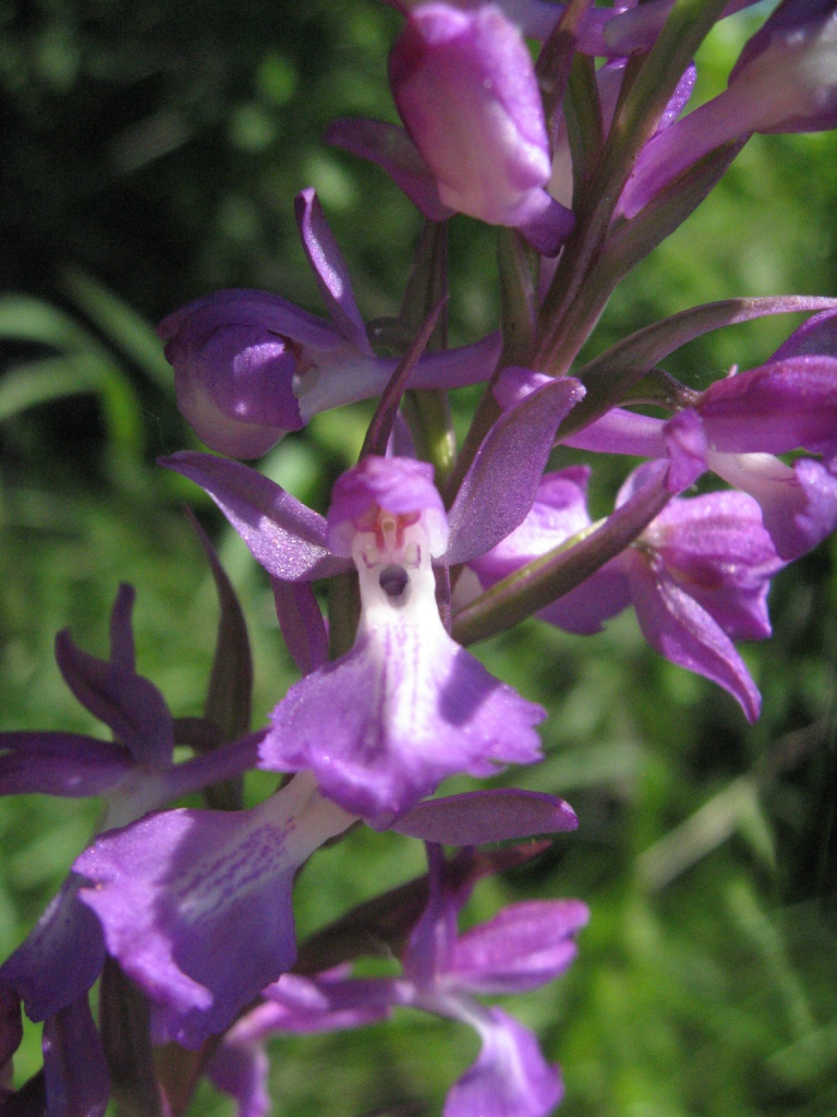 Image of Anacamptis laxiflora ssp. elegans specimen.