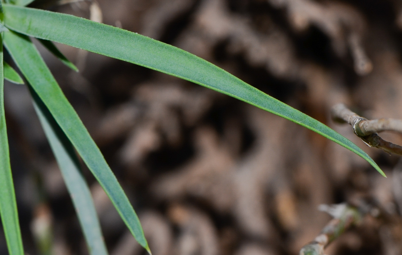 Image of Dianthus pendulus specimen.