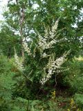 Cimicifuga dahurica. Соцветие. Амурская обл., Бурейский р-н, окр. с. Виноградовка, дубовый лес с примесью берёзы. 20.07.2016.
