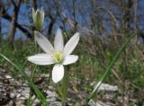 Ornithogalum woronowii