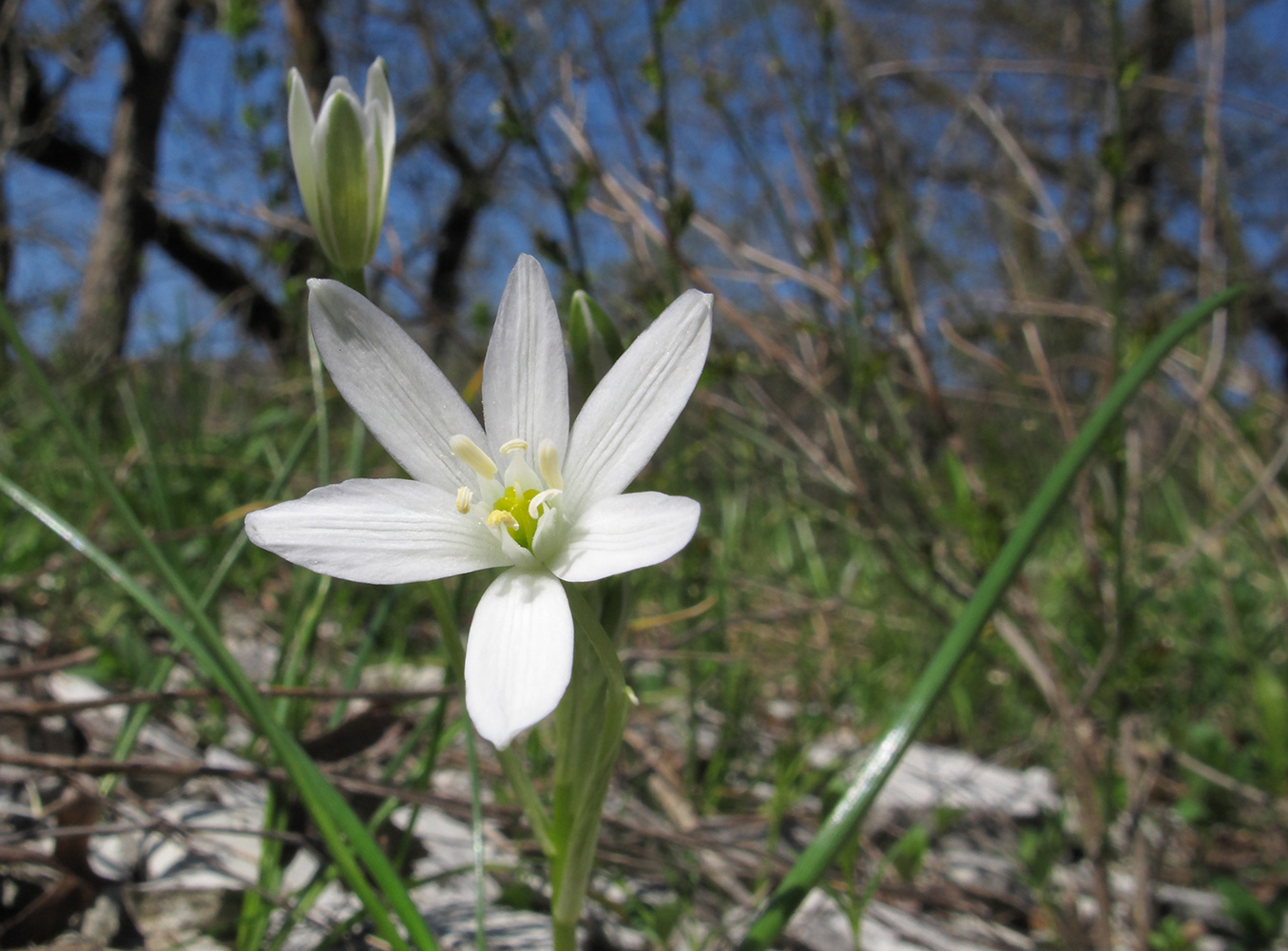 Изображение особи Ornithogalum woronowii.