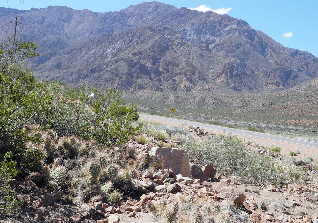 Image of Opuntia sulphurea specimen.