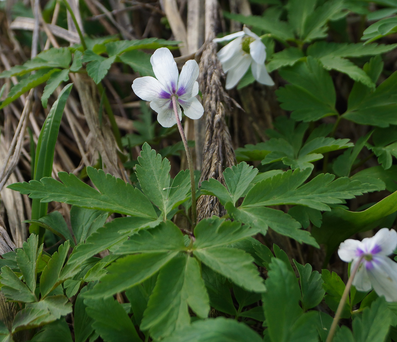 Изображение особи Anemone altaica.