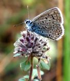 Image of taxon representative. Author is Анна Цветкова