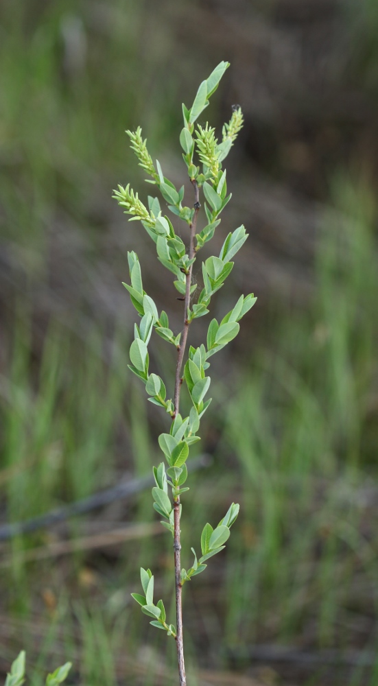 Image of Salix myrtilloides specimen.