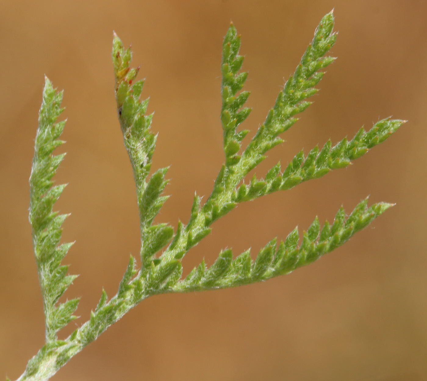 Image of Anthemis tinctoria specimen.