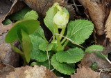 Moneses uniflora