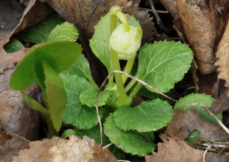 Изображение особи Moneses uniflora.