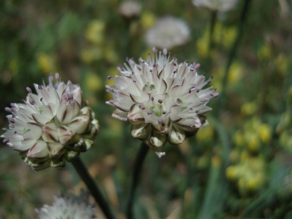 Изображение особи Allium pseudostrictum.