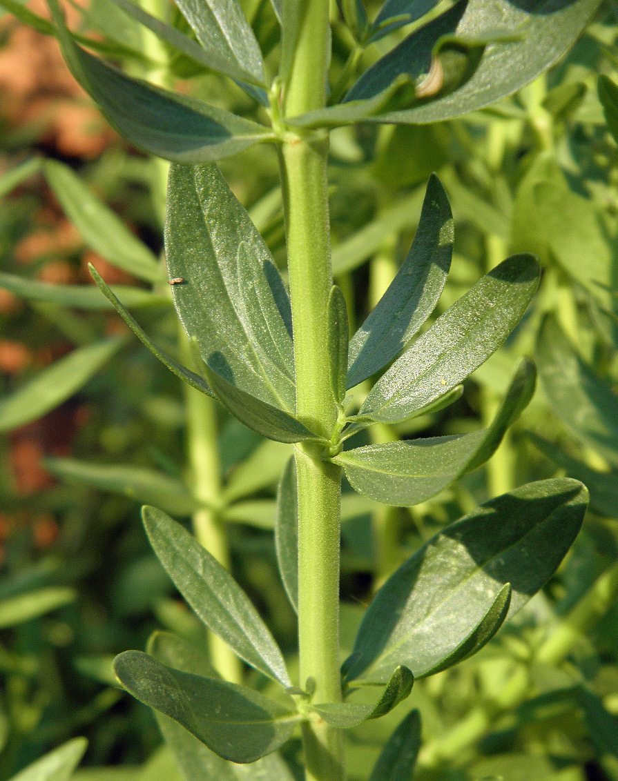 Изображение особи Hyssopus officinalis.