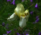 Iris flavescens