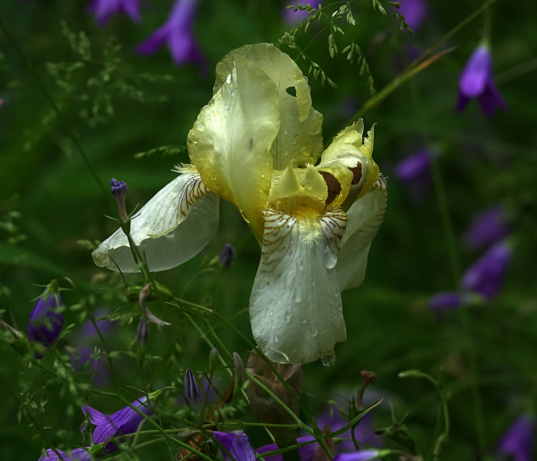 Image of Iris flavescens specimen.