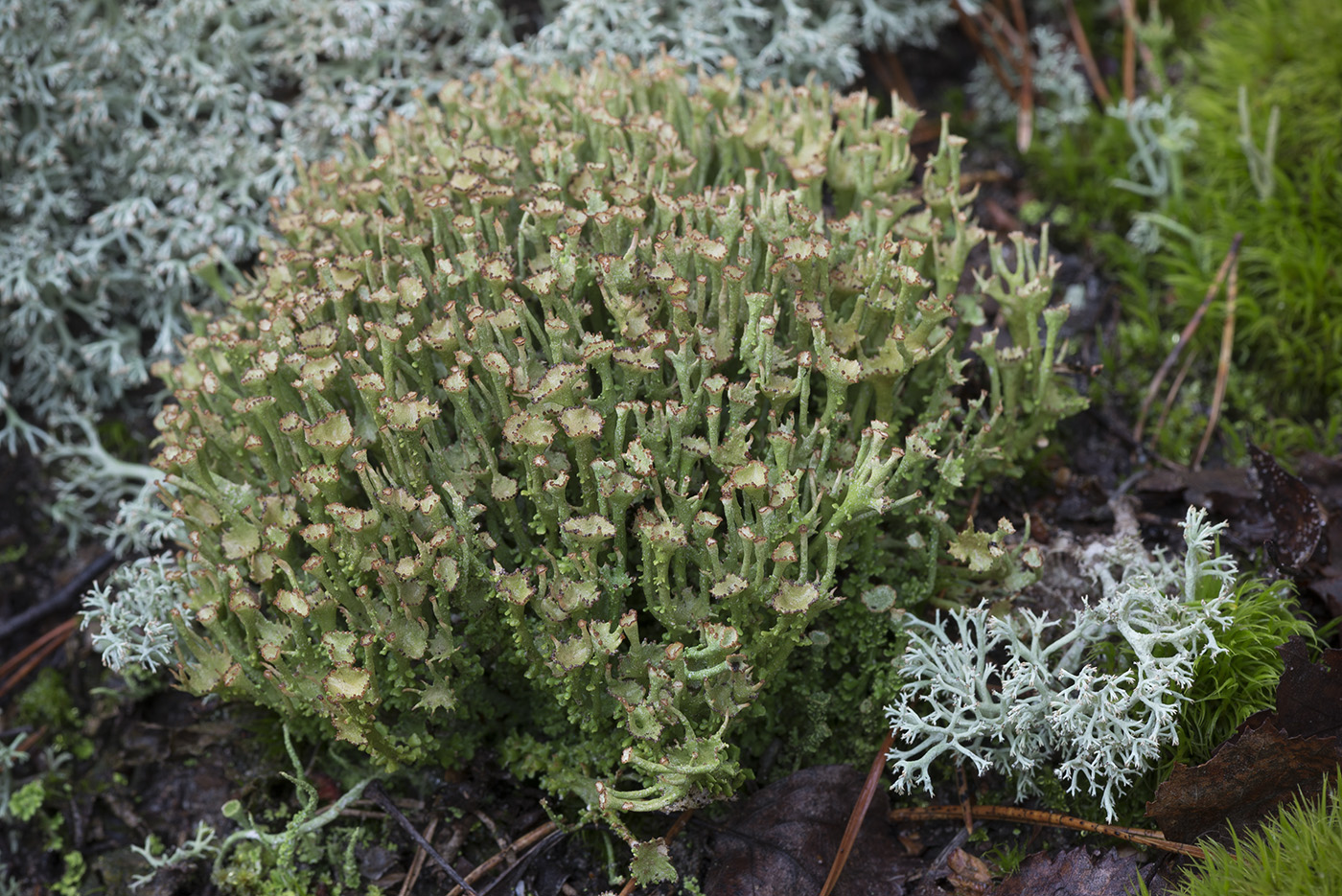 Изображение особи Cladonia gracilis ssp. turbinata.