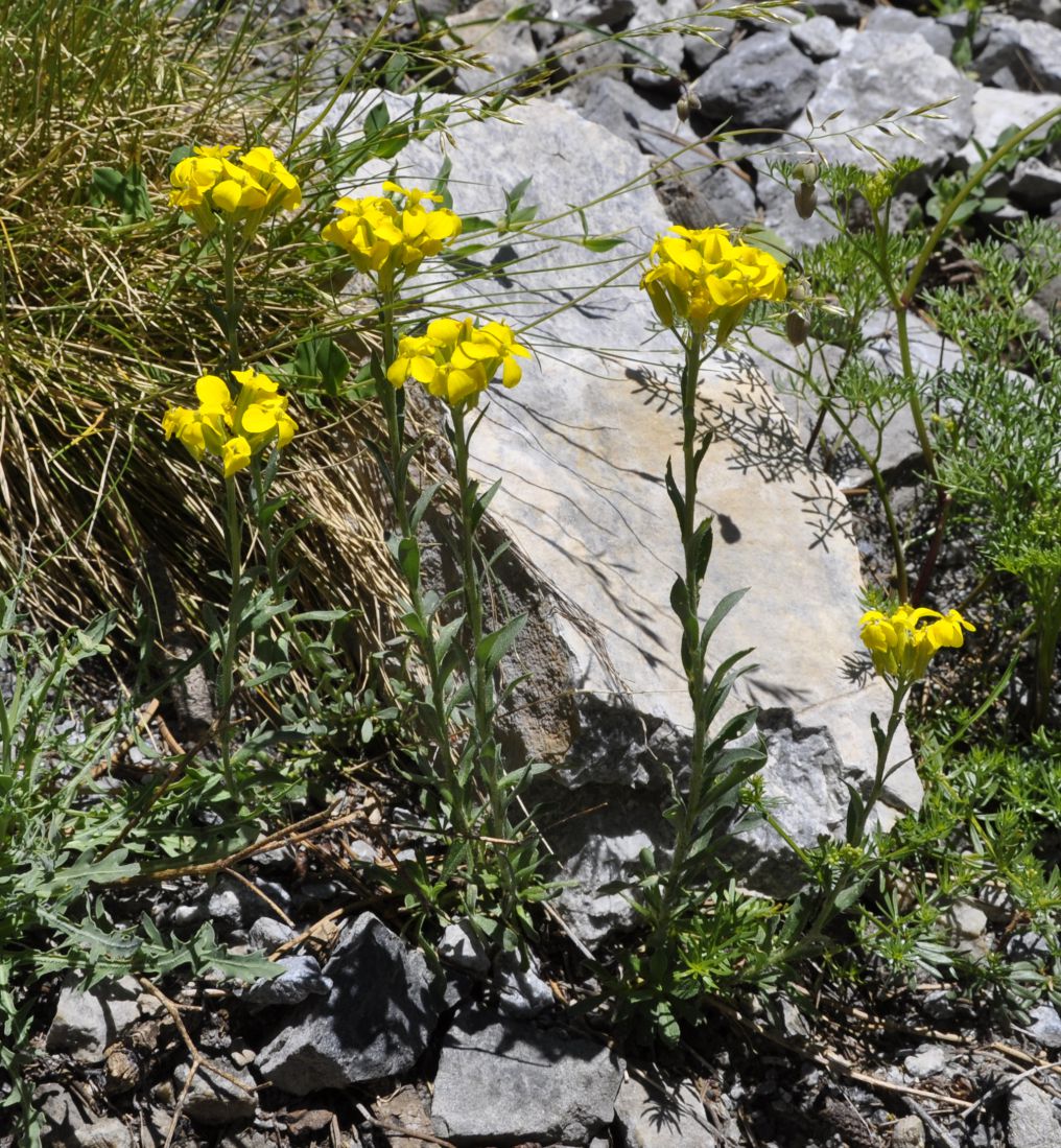 Image of Alyssoides utriculata specimen.