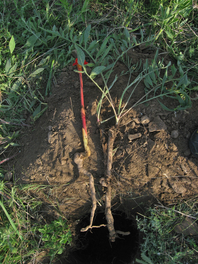 Image of Phelypaea coccinea specimen.