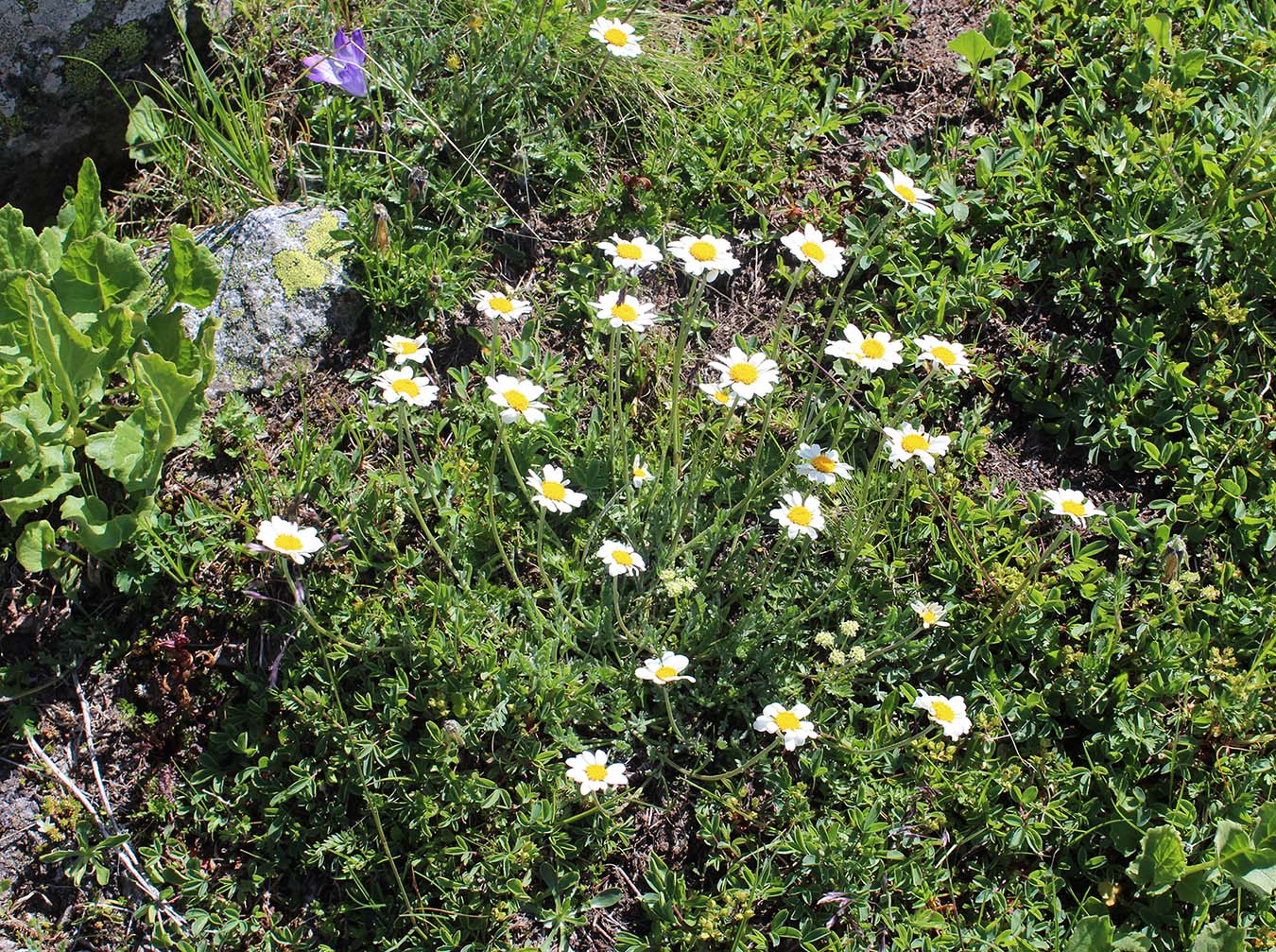Image of Anthemis saportana specimen.