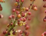 Rumex acetosella