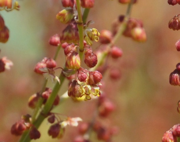 Изображение особи Rumex acetosella.