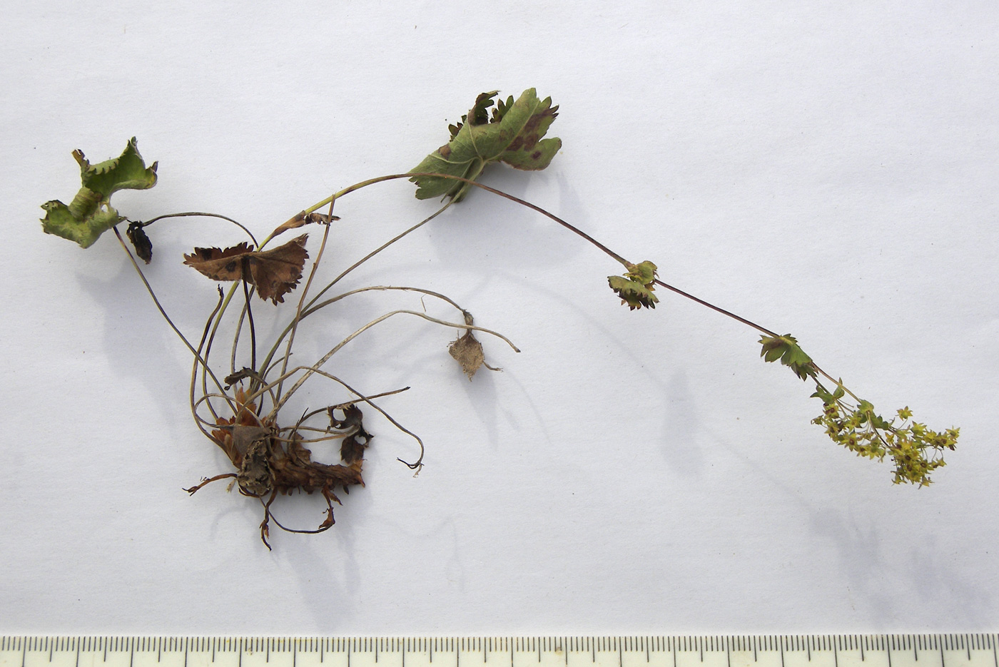 Image of Alchemilla retinervis specimen.