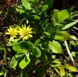 Chrysanthemoides monilifera