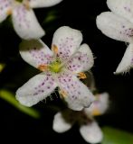 Myoporum parvifolium