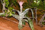 Aechmea fasciata. Цветущее растение. Израиль, Шарон, г. Герцлия, во дворе. 16.07.2017.