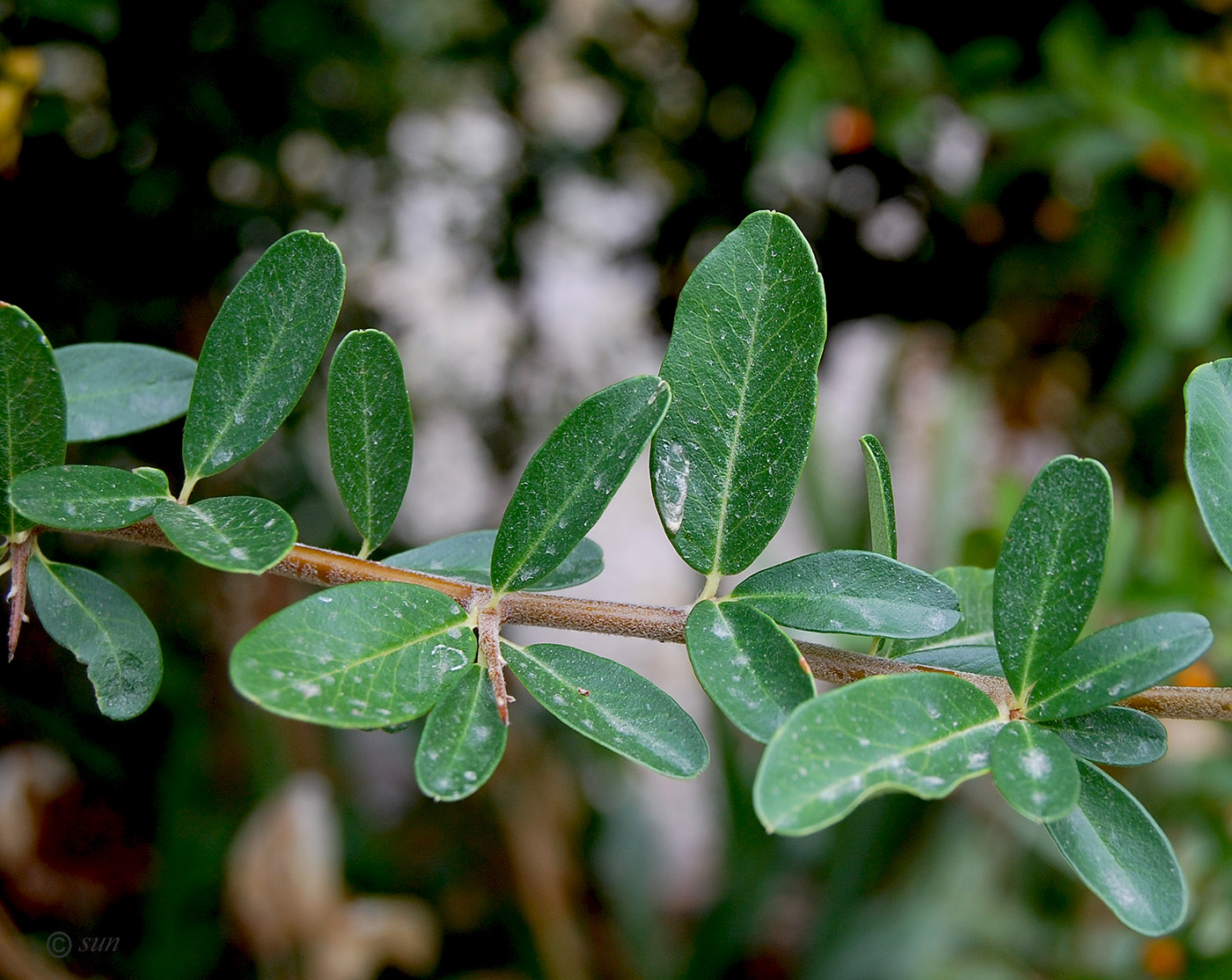 Image of genus Pyracantha specimen.