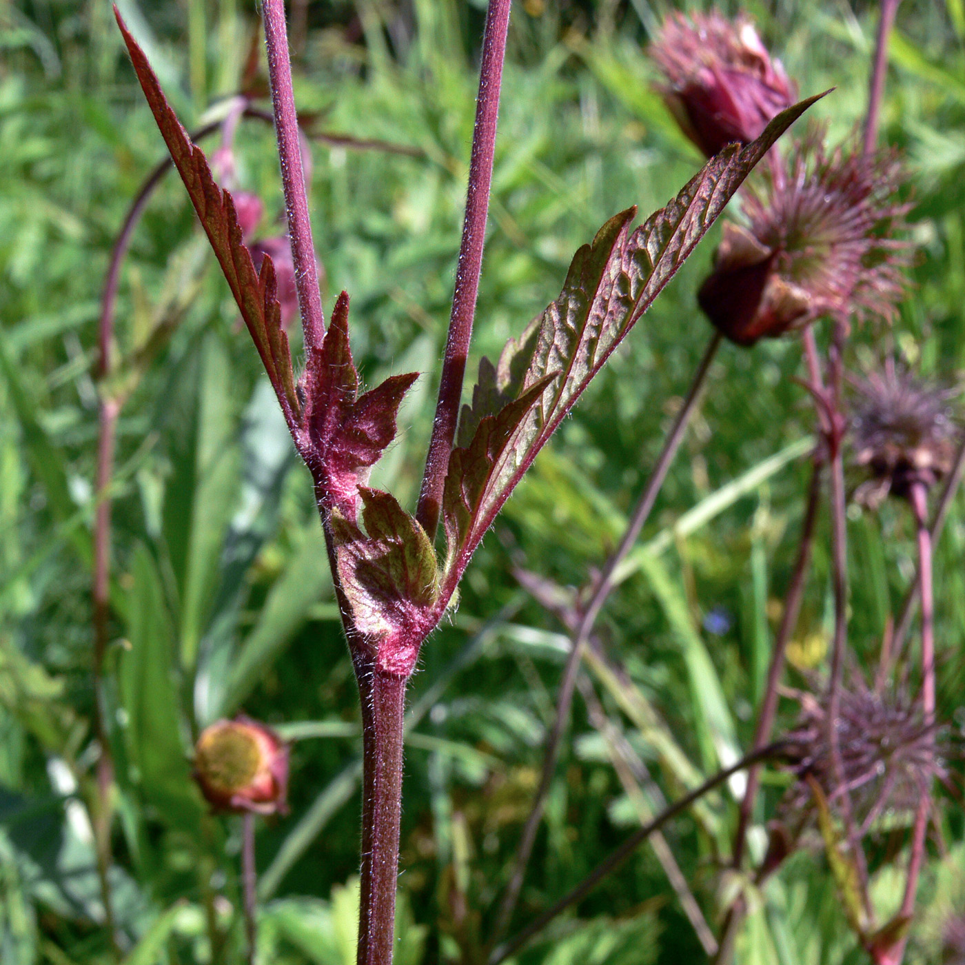 Image of Geum rivale specimen.