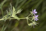 Erodium ciconium