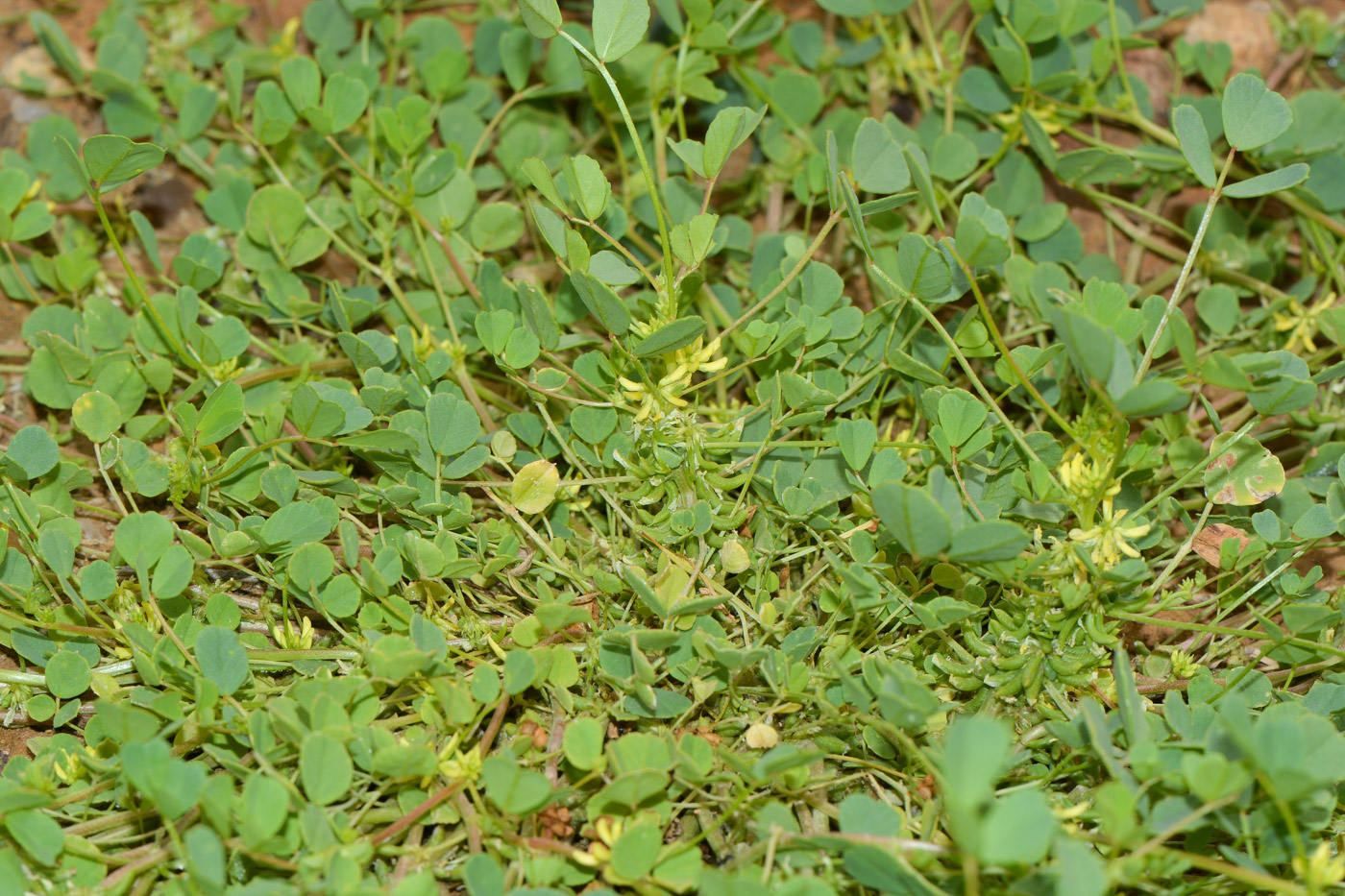 Изображение особи Trigonella stellata.