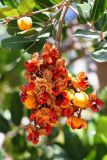 Cupaniopsis anacardioides