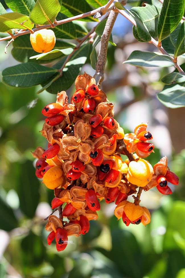 Изображение особи Cupaniopsis anacardioides.