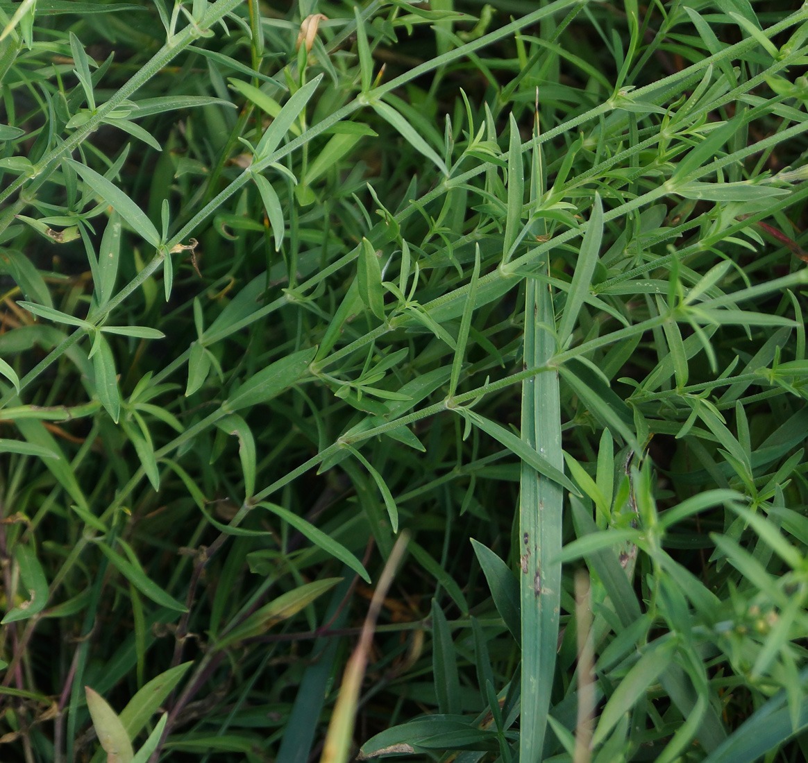 Image of Silene amoena specimen.