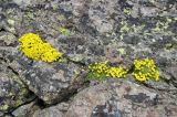 Draba bryoides