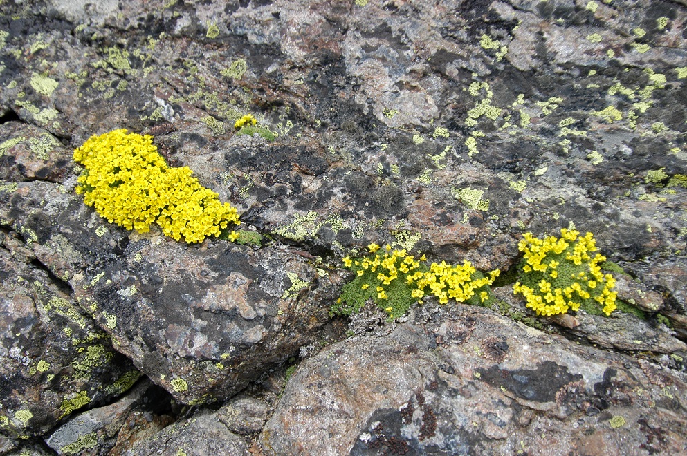 Image of Draba bryoides specimen.