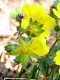 Potentilla fragarioides