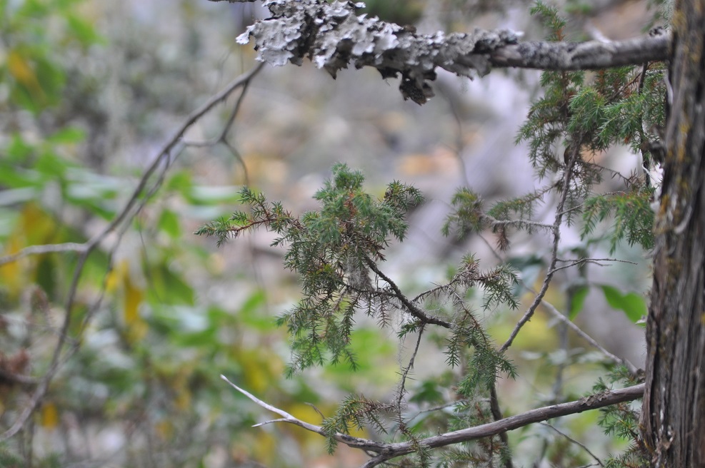 Изображение особи Juniperus squamata.