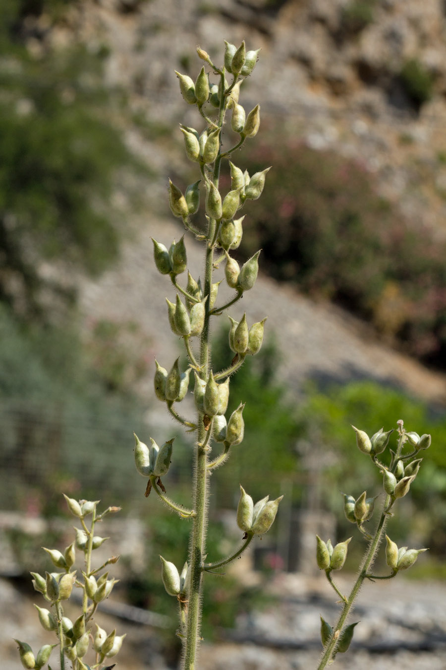 Image of Staphisagria macrosperma specimen.