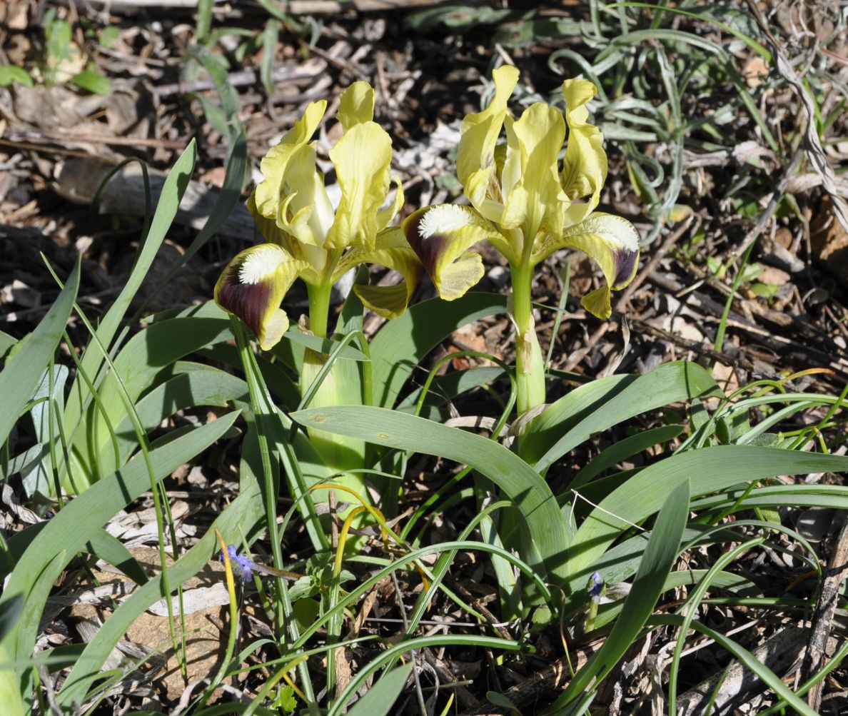 Image of Iris pumila ssp. attica specimen.