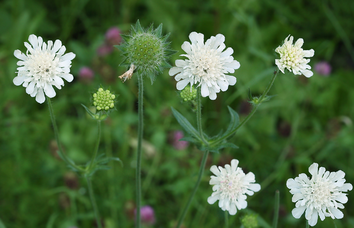 Image of Knautia kitaibelii specimen.