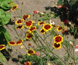 Coreopsis tinctoria