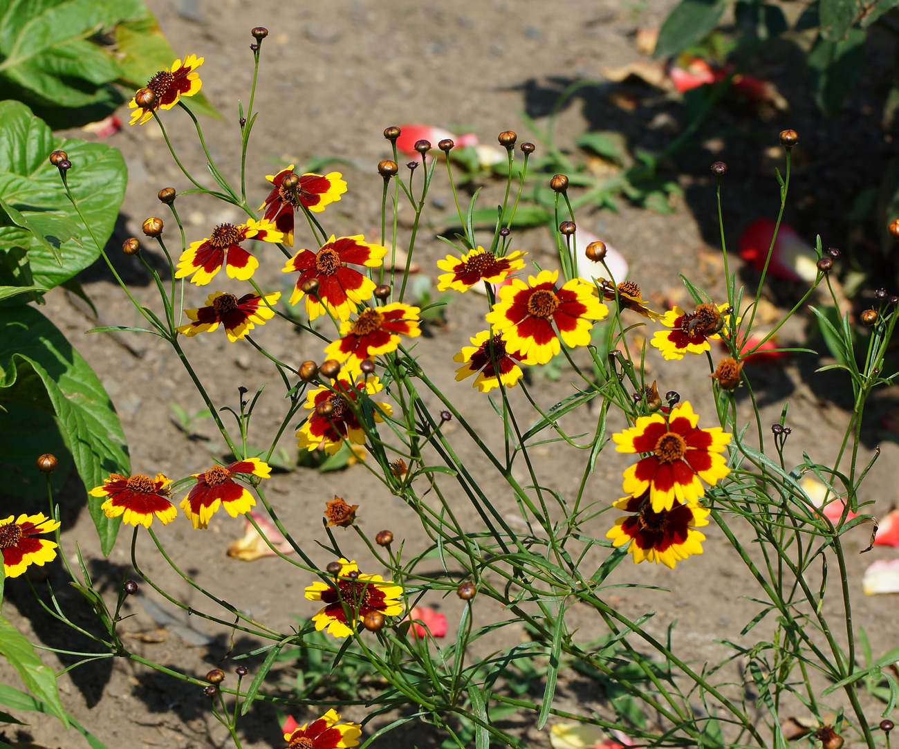 Image of Coreopsis tinctoria specimen.