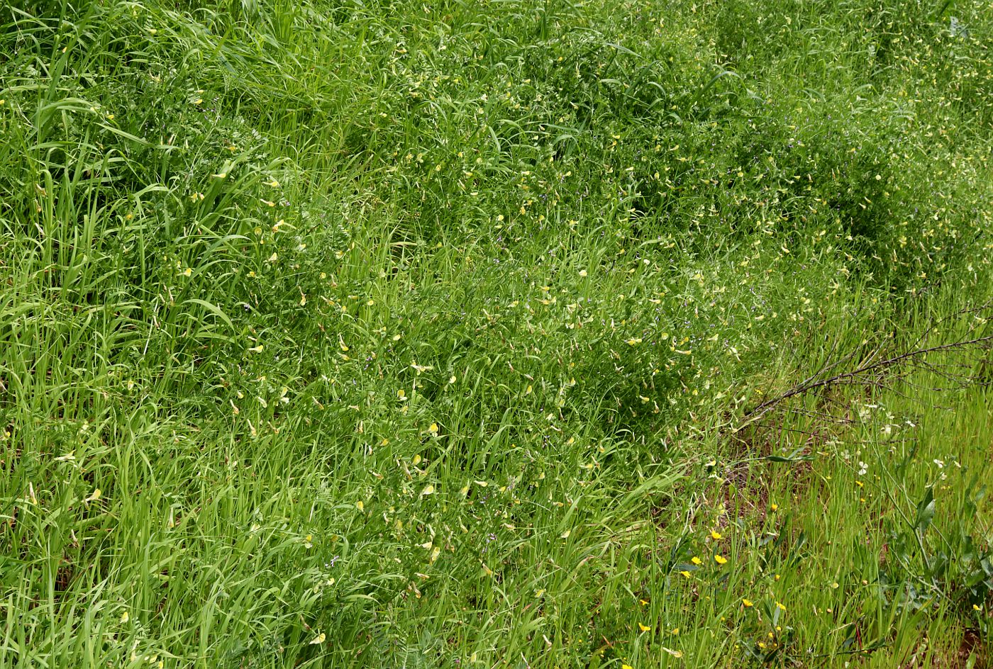 Изображение особи Vicia hybrida.