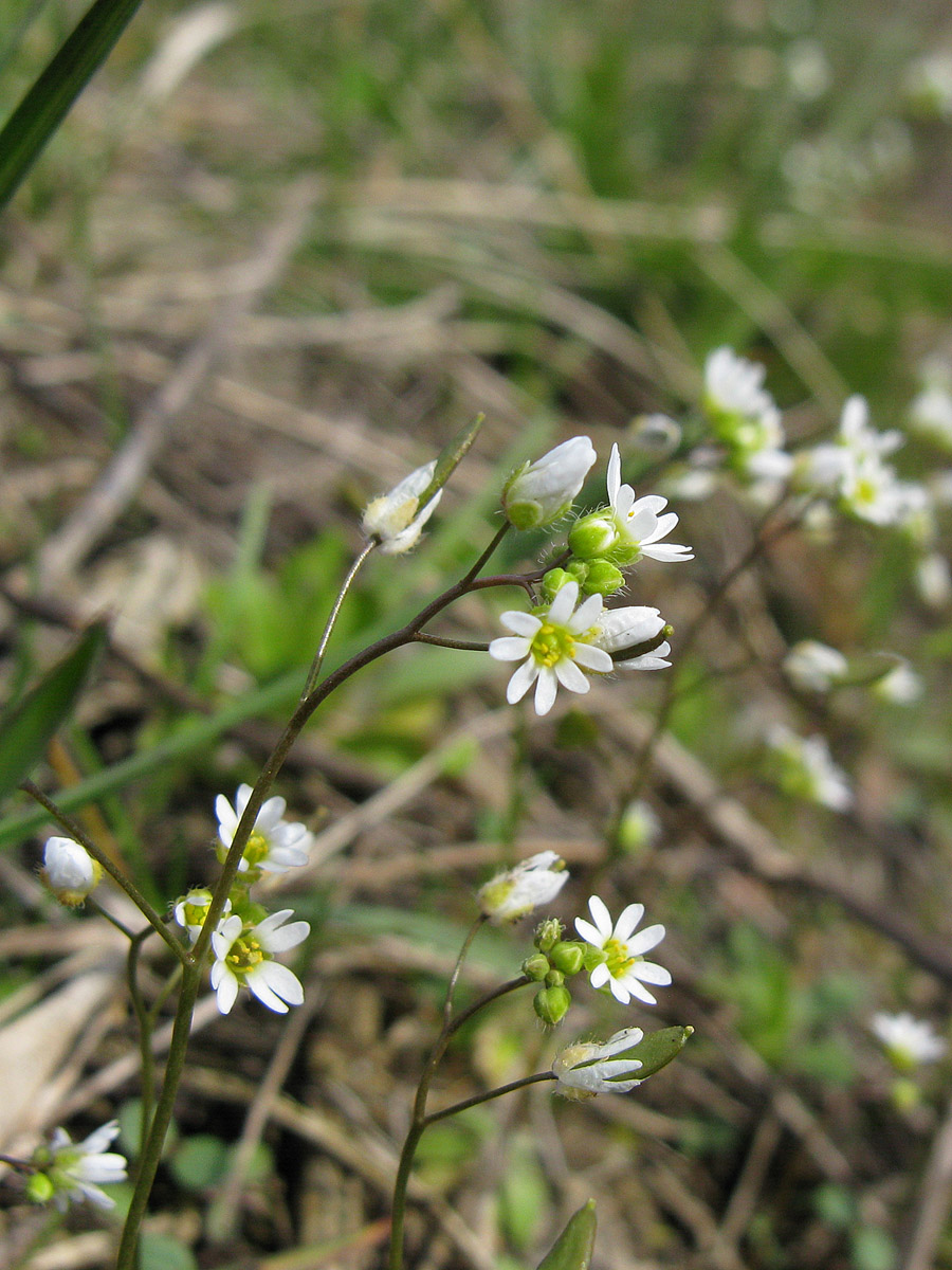 Изображение особи Erophila verna.