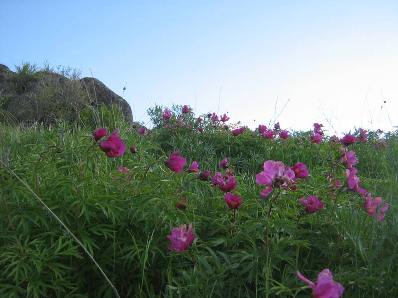 Image of Paeonia intermedia specimen.