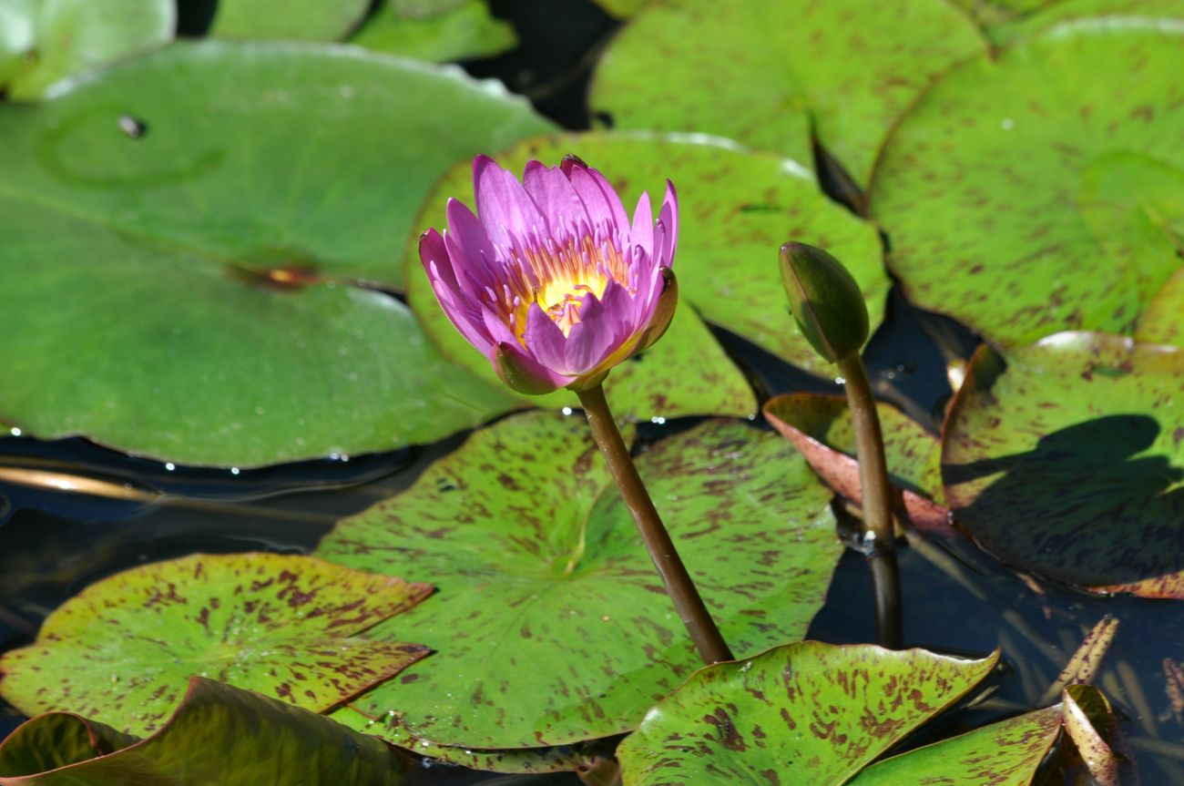 Image of Nymphaea nouchali specimen.